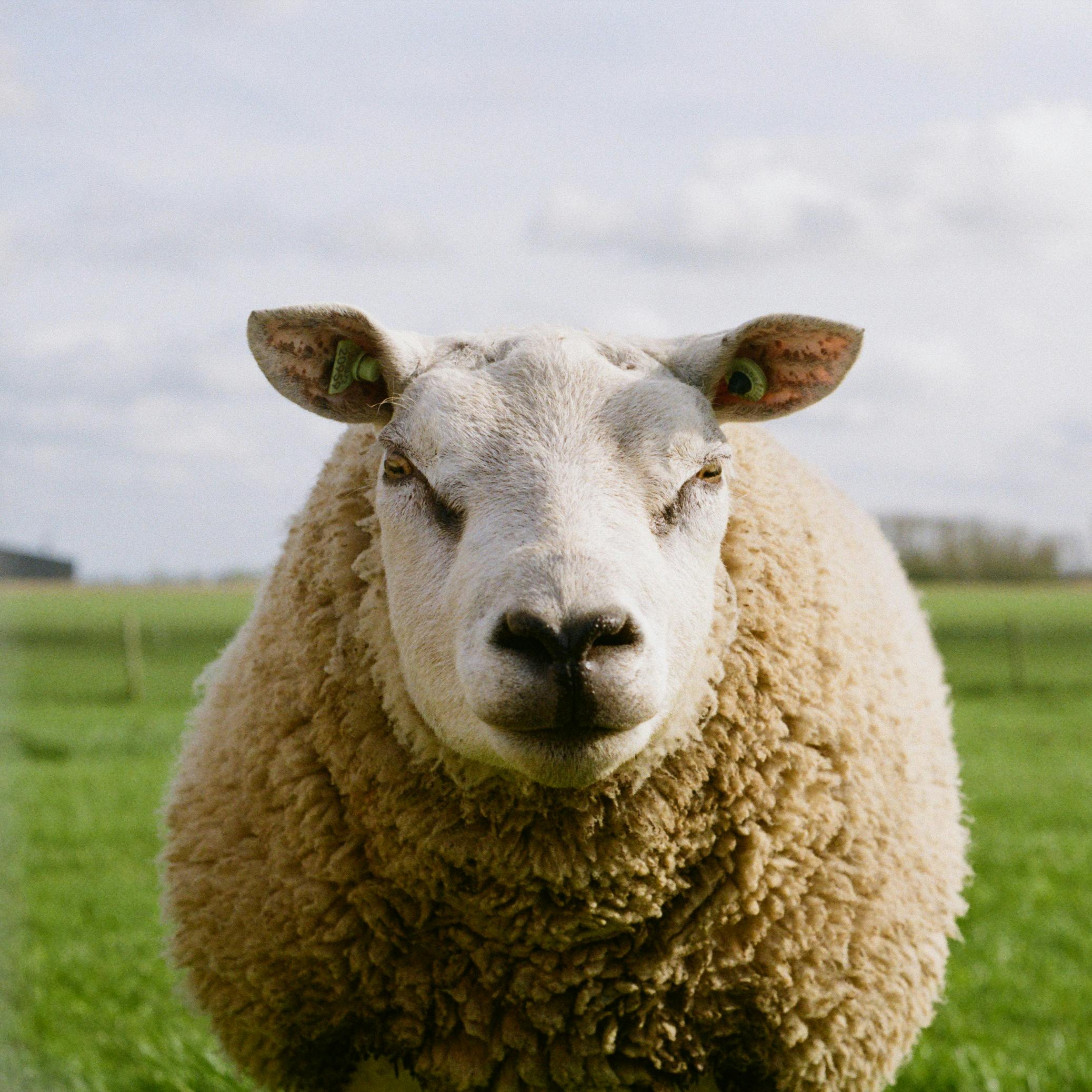 A curious sheep stands in a lush green pasture in Oosterbierum, Netherlands.